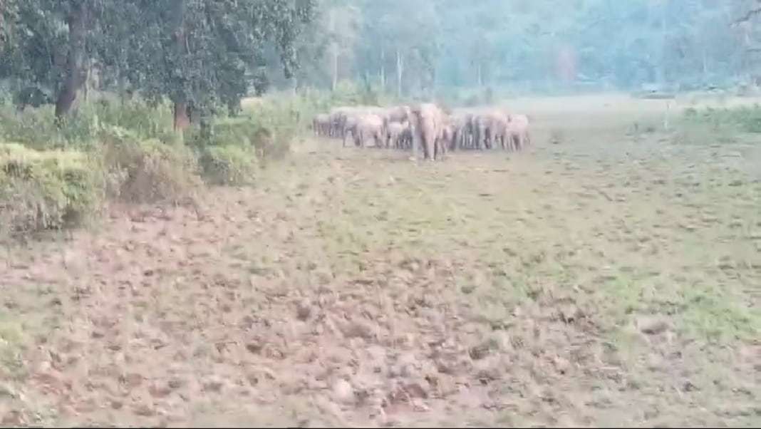 Sekurberia villagers along Meghalaya-Assam border on high alert as wild elephants ravage crops