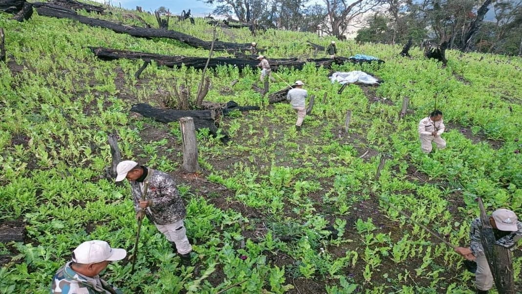 8.6 acres of Illicit poppy fields destroyed in Manipur's Makuilongdi forest