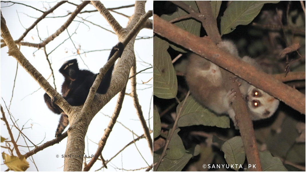 Which community reserve in Meghalaya has the highest primate diversity?