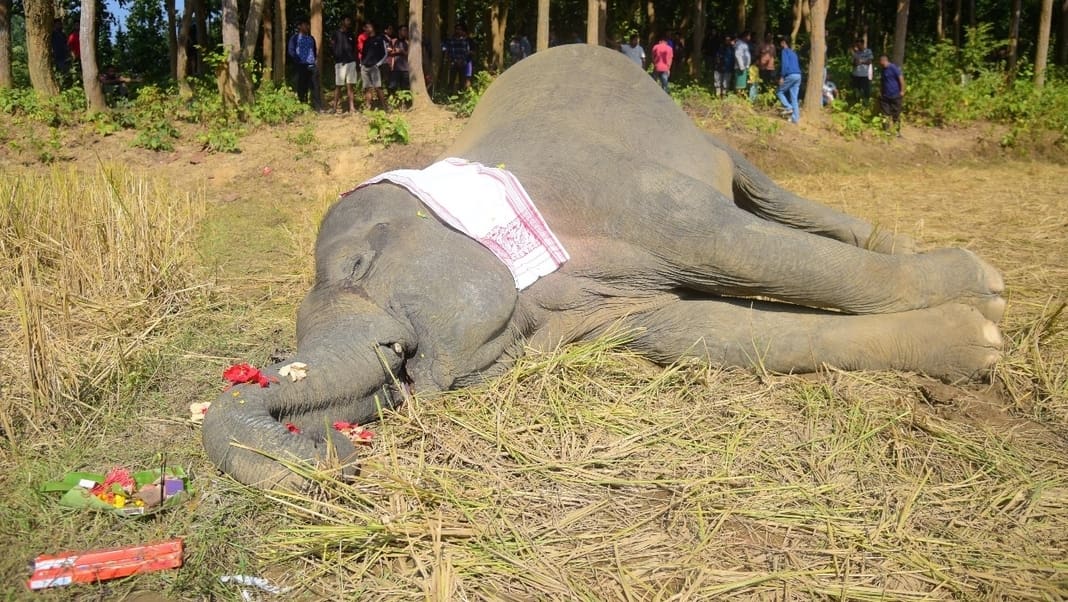 Rising human - elephant conflict in Assam: Pregnant elephant dies of electrocution in West Kamrup