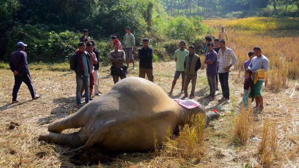 Rising human - elephant conflict in Assam: Pregnant elephant dies of electrocution in West Kamrup 