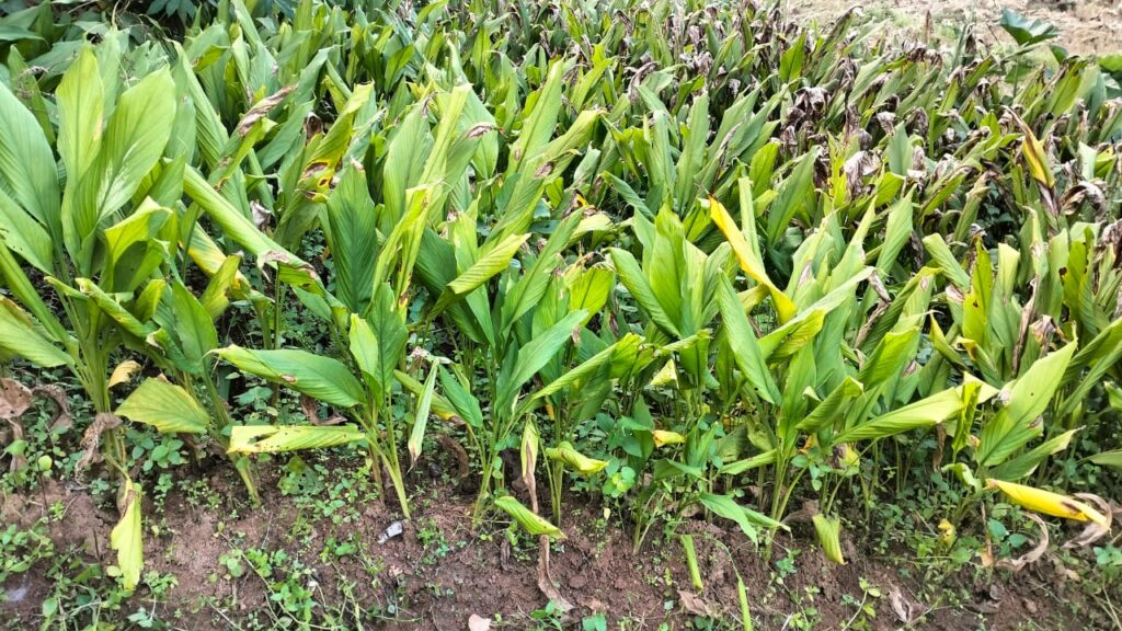 Meghalaya's organic turmeric project sparks new hope for farmers