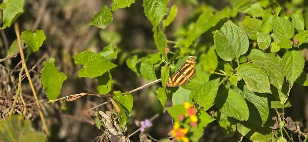 Butterfly Bonanza