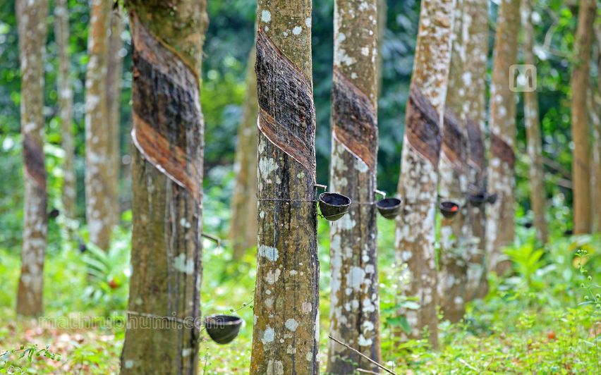 Project INROAD drives India's largest rubber plantation expansion in Northeast