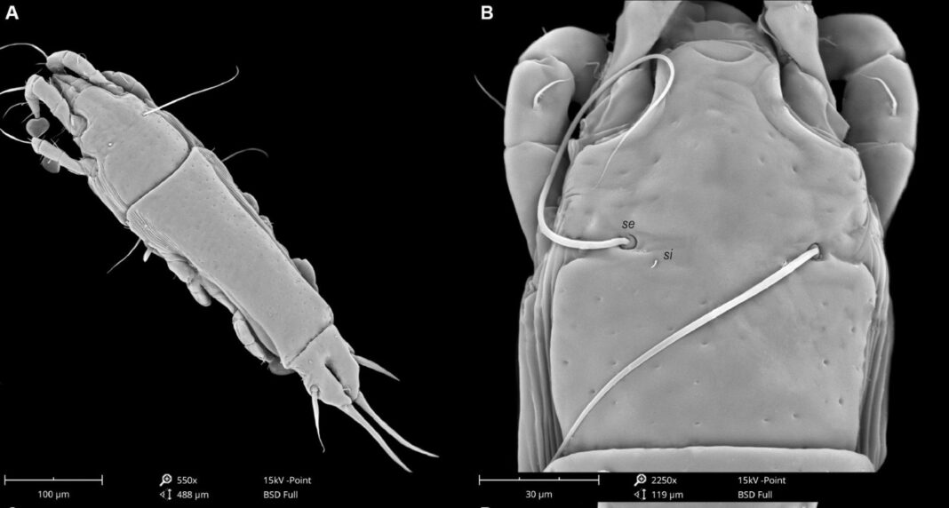 Romanian Scientists Unveil Two New Feather Mite Species in Meghalaya’s Rich Biodiversity