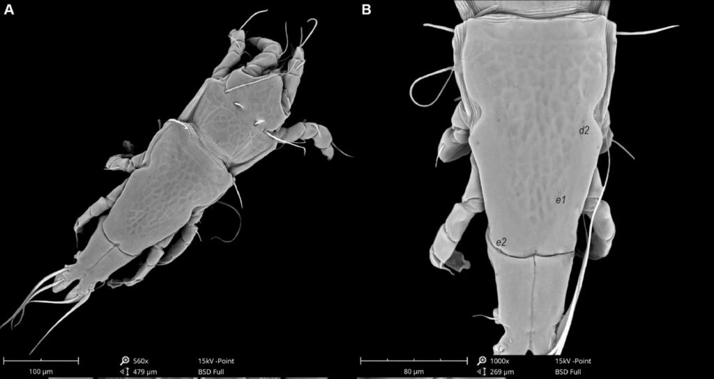 Romanian Scientists Unveil Two New Feather Mite Species in Meghalaya’s Rich Biodiversity