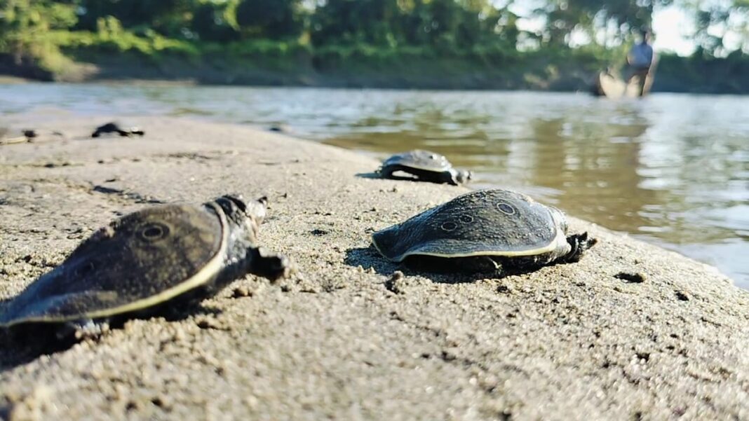 New conservation partnership offers hope for Black Softshell Turtles in Assam