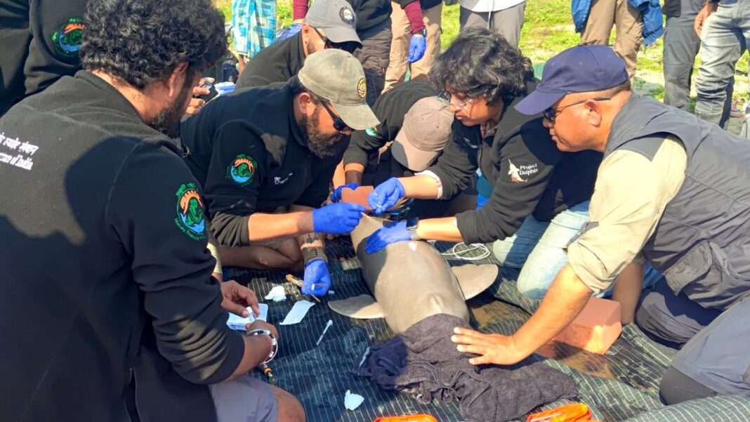 Historic Milestone for Conservation: India Conducts First-Ever Ganges River Dolphin Tagging in Assam