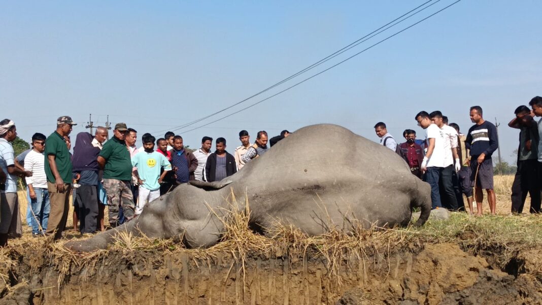 Assam: Wild elephant electrocuted in Dibrugarh