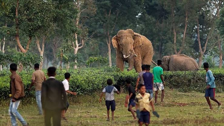 Assam launches anti-depredation squads to tackle human-wildlife conflict