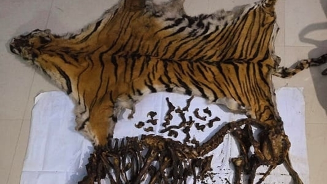 Tiger skin smuggling foiled in Assam; one arrested, two at large