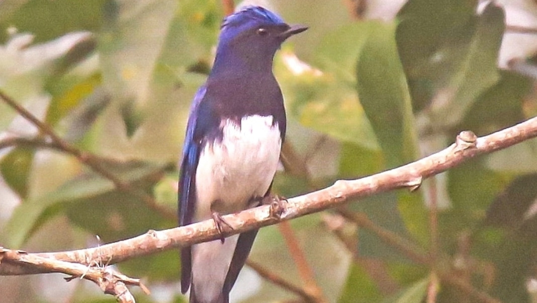 Rare Blue-and-White Flycatcher spotted in Kaziranga National Park, birding safari reopens after a decade