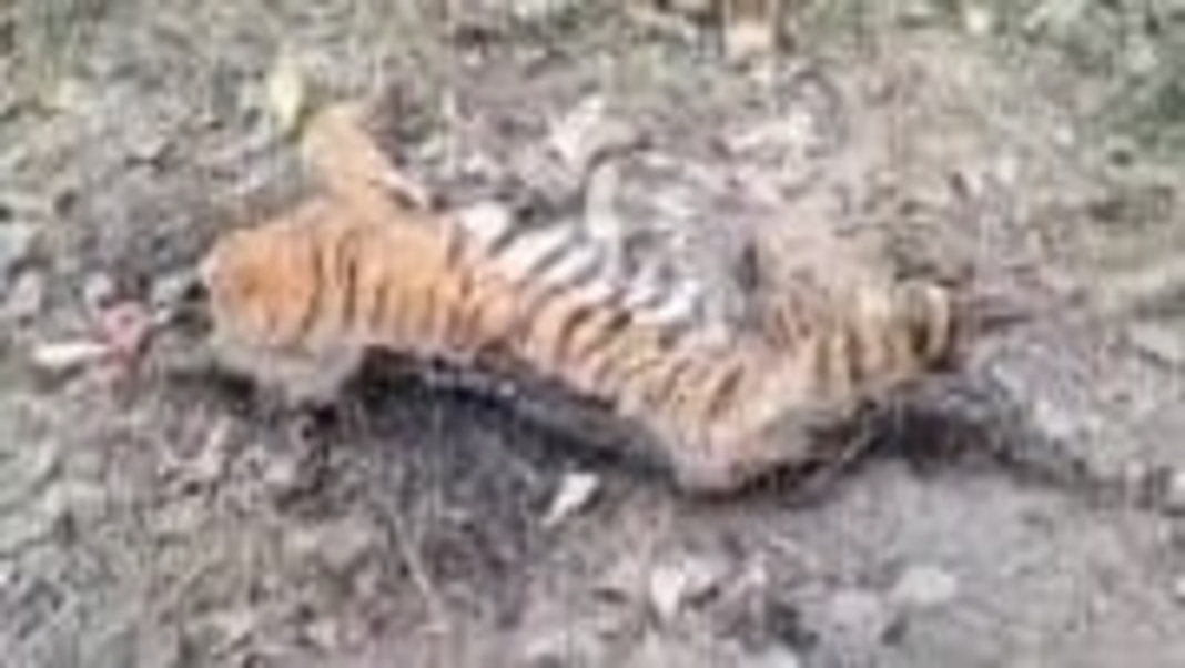 Assam: Carcass of Royal Bengal Tiger found in Nagaon District