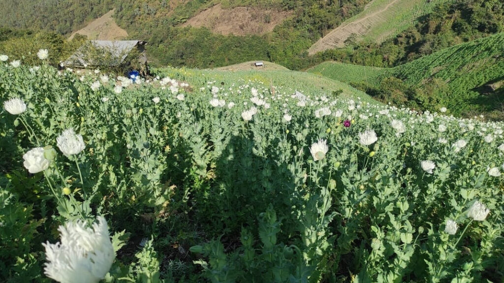 Manipur destroys 35 acres of illegal poppy cultivation in Kangpokpi