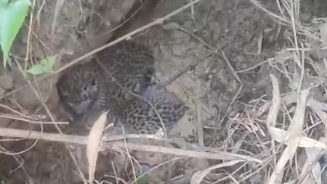 Assam: Two leopard cubs found abandoned in Dibrugarh