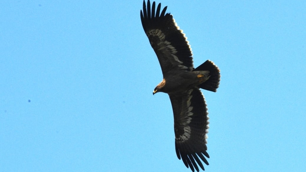 The Skyward Hunt: Steppe Eagles’ Aerial Mastery in Assam