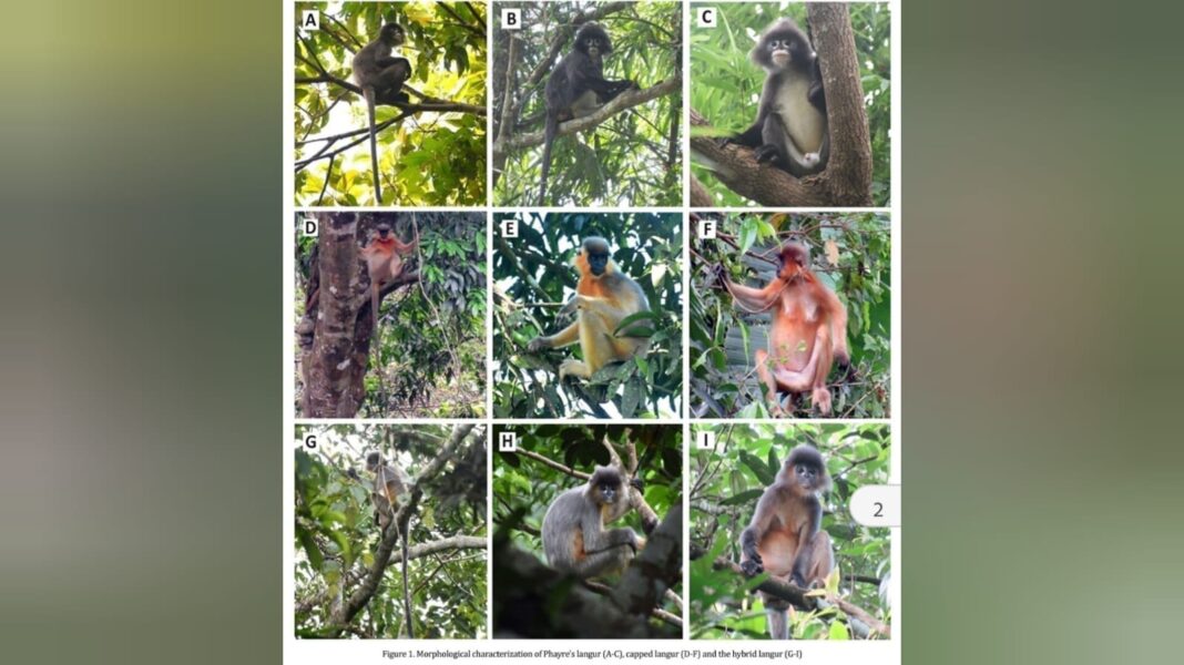 Hybrid Langur in Dargakona tea estate, Assam: A rare case of inter-species hybridization