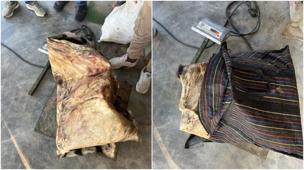 Tiger skin smuggling foiled in Assam; one arrested, two at large