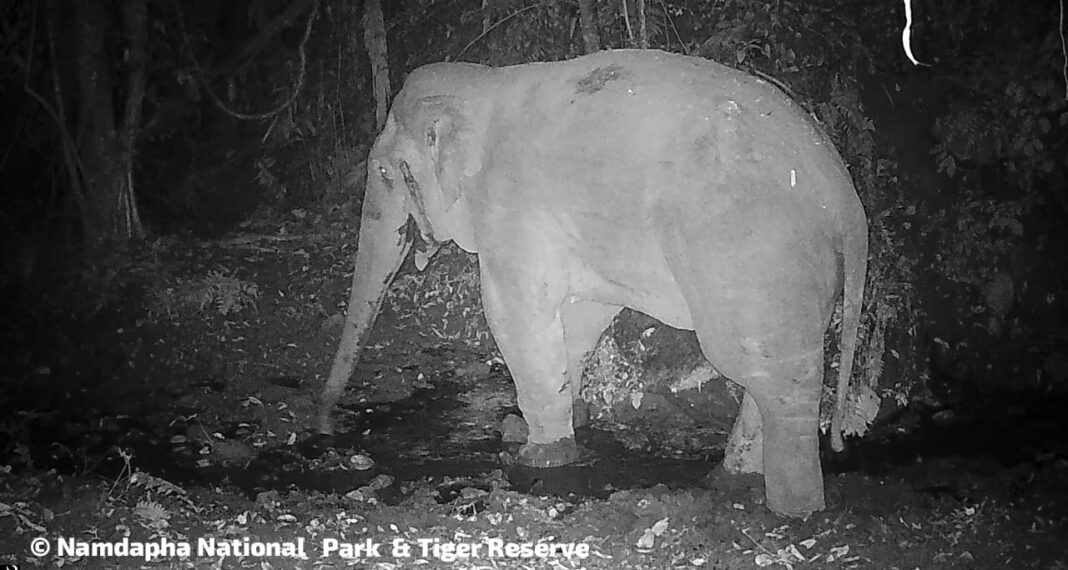 Rare elephant sighting after 12 Years at Namdapha National Park