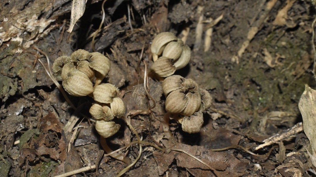 Hidden Wonders: Rare Leafless Orchids Discovered in Sikkim