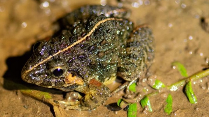 An intruder from Bangladesh is croaking in Meghalaya!