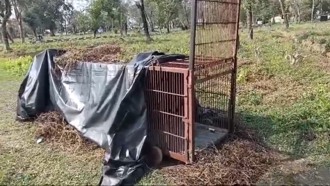 Assam: Forest dept put up cages to capture leopard following public advisory