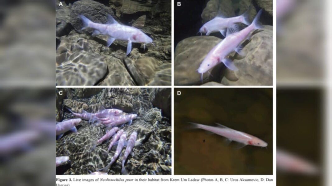 Scientists decode mitochondrial DNA of world’s largest cave fish found in Meghalaya