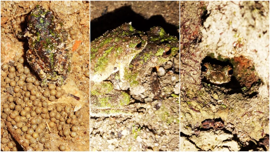 A frog that defies rain: scientists unravel the secrets of Meghalaya’s hidden amphibian