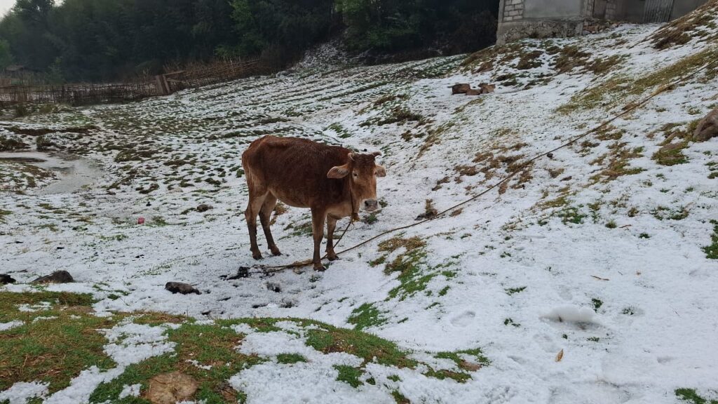 Hailstorm blankets Shillong in white