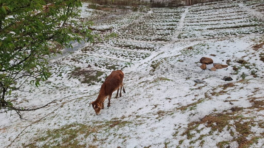 Hailstorm blankets Shillong in white