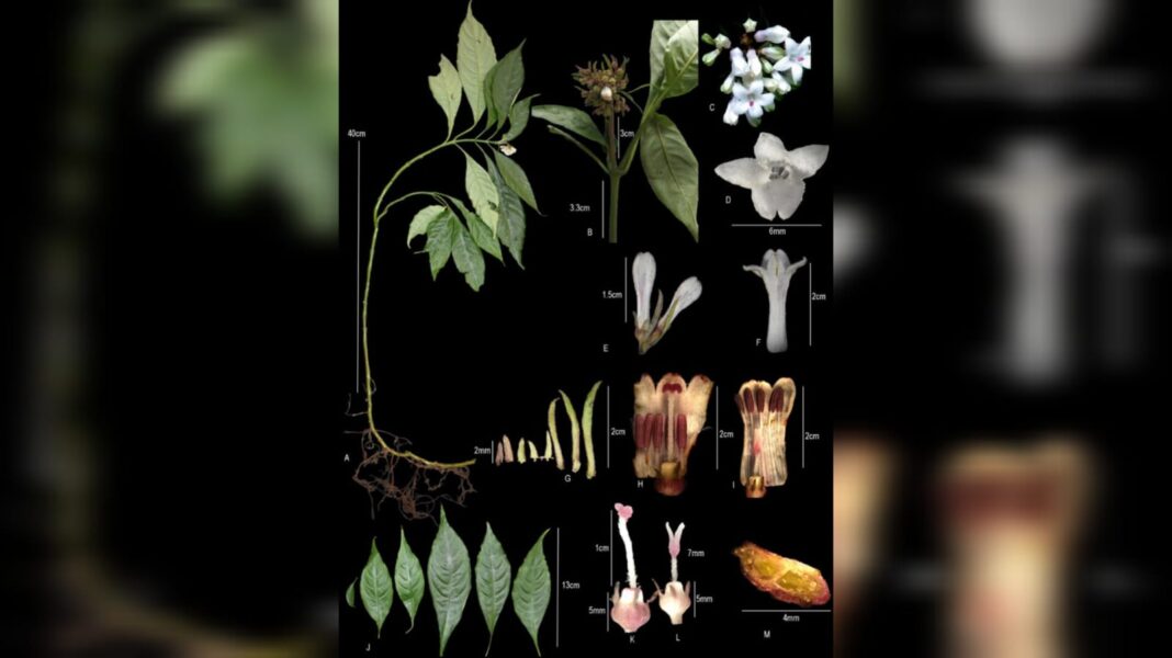 A rare flower blooms in Manipur’s botanical legacy