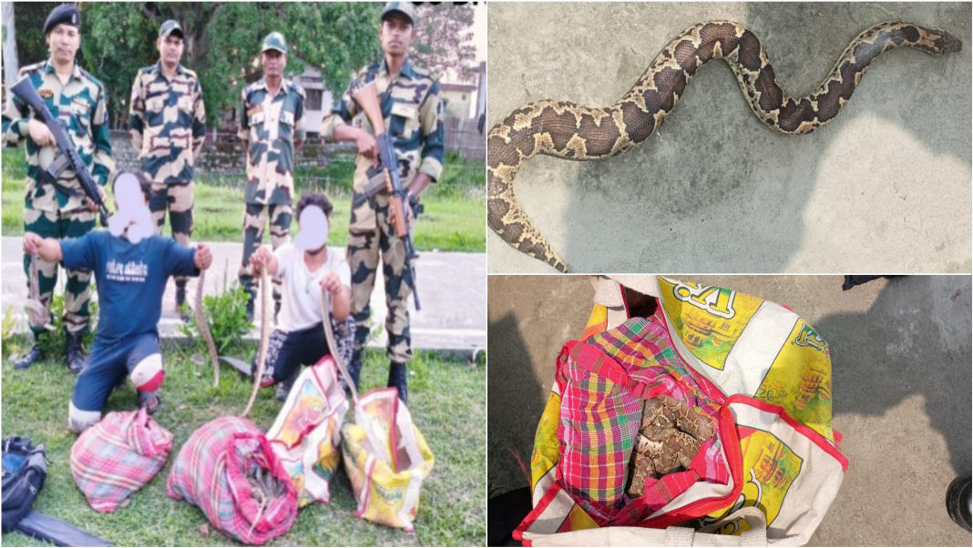 Border crackdown: 202 Sand Boas seized from wildlife smugglers in Assam