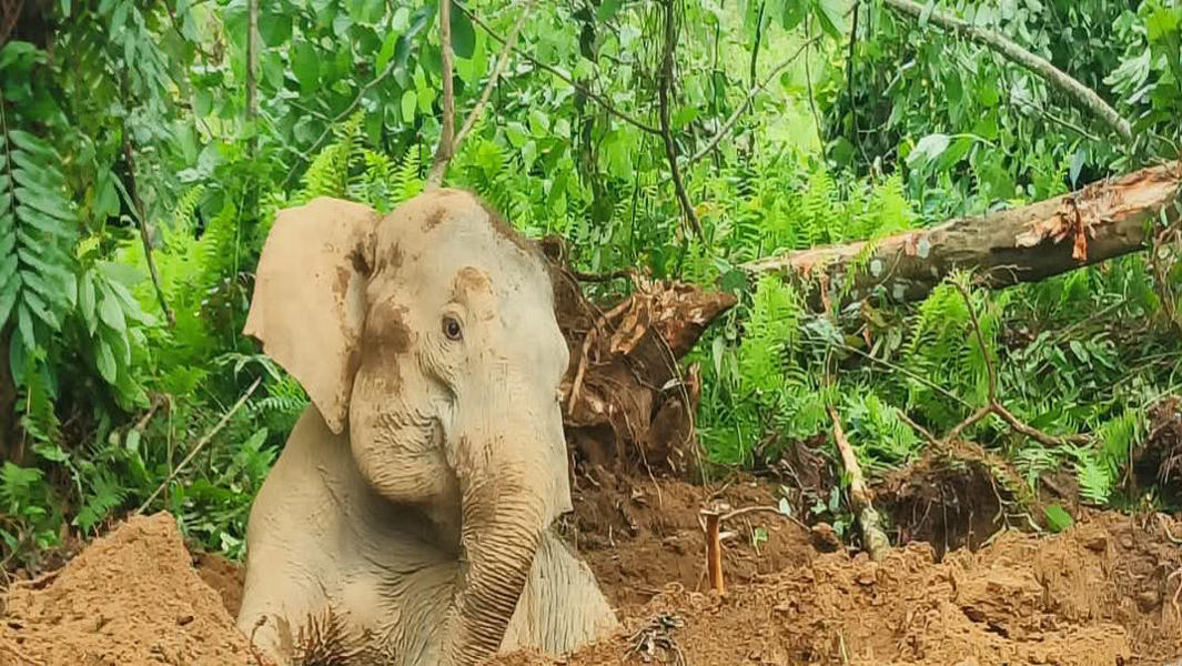 Arunachal Pradesh: Female wild elephant rescued at Deomali