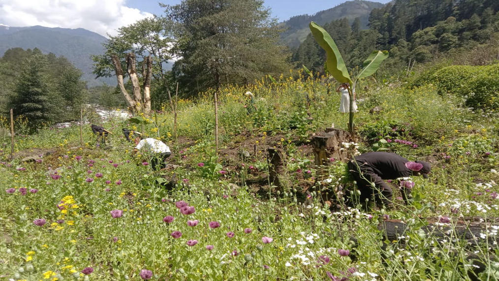 Operation Dawn 2.0: First-ever crackdown on illegal poppy fields in Arunachal’s Dibang Valley
