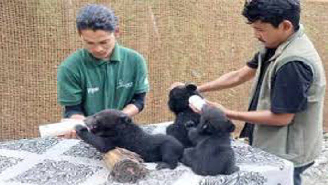 Five bear cubs rescued in Arunachal Pradesh: WTI steps in with specialised care