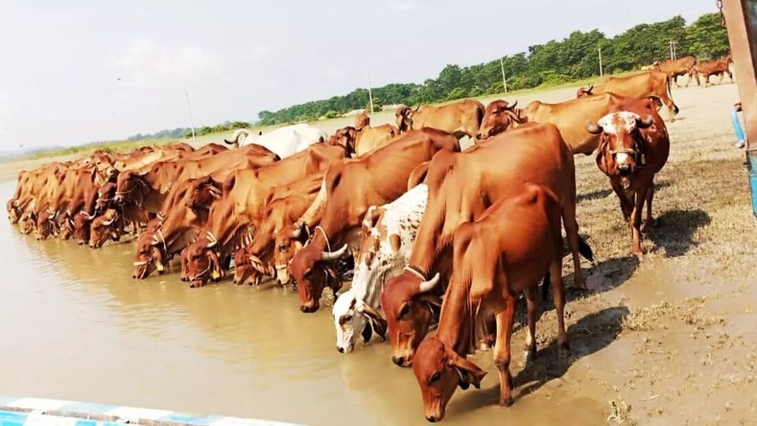 Assam: Where are the cows? Garukhuti project faces scrutiny over numbers and accountability