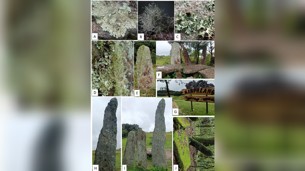 Mawphlang’s sacred monoliths under threat from lichen and moss growth, study warns