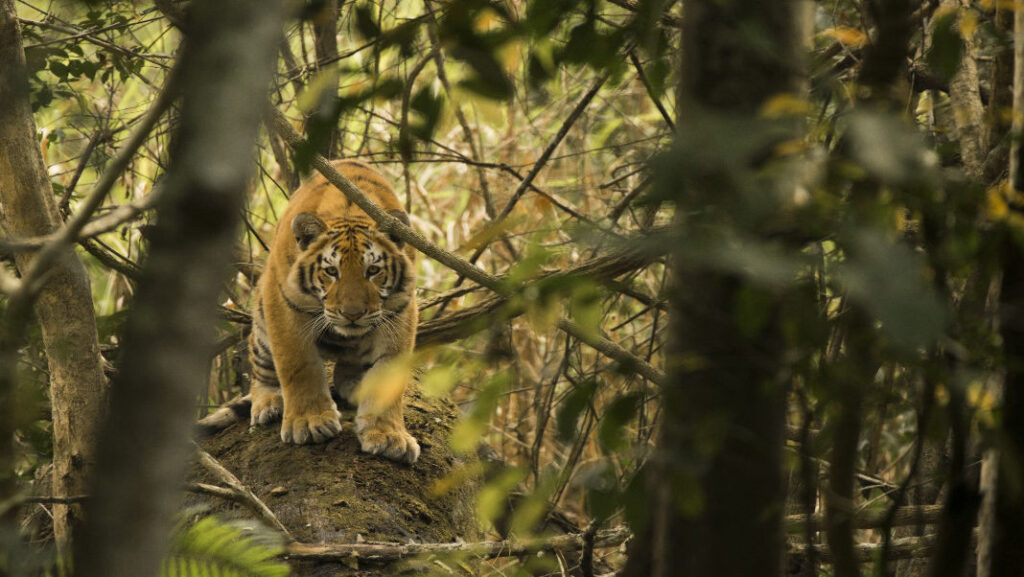 Kaziranga records 148 tigers, among world’s densest populations