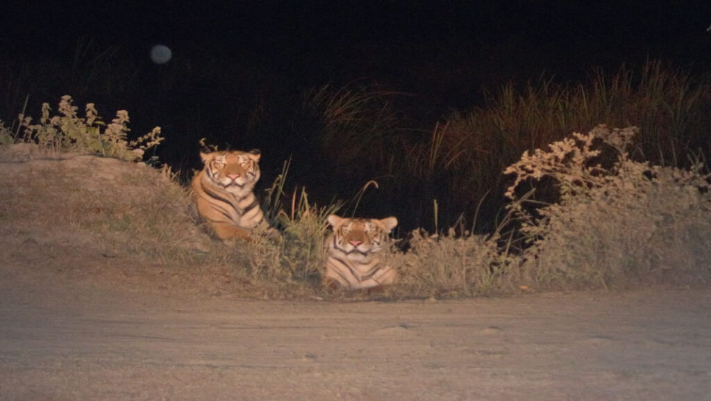 Kaziranga records 148 tigers, among world’s densest populations