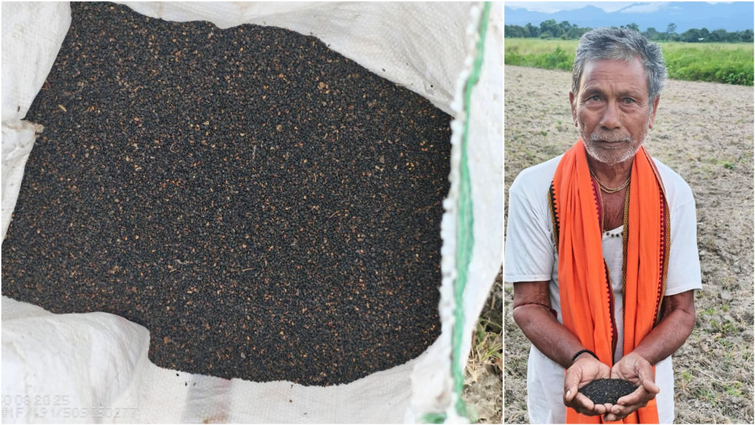Sesame cultivation promoted in Assam’s human-elephant conflict zones