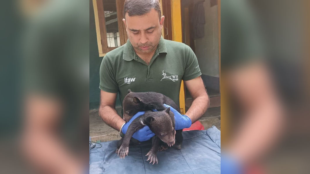 Two orphaned Asiatic Black Bear cubs released in Dehing Patkai National Park