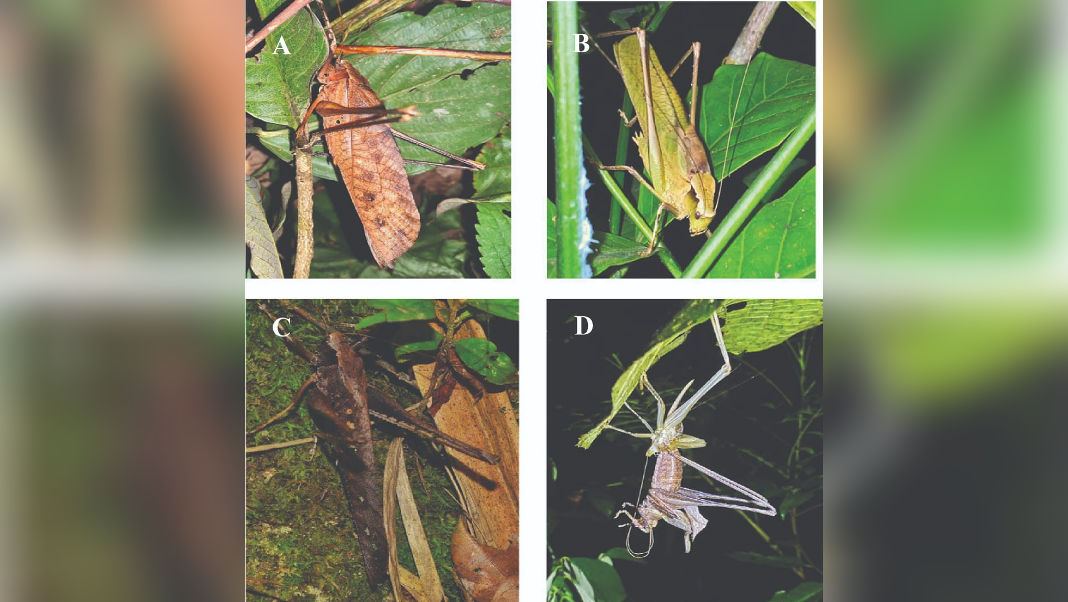 Crickets in Chorus: Study uncovers hidden biodiversity in Meghalaya’s forests