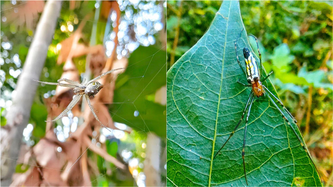 Spinning secrets: Khasi Hills home to 28 species of orb-weaving spiders