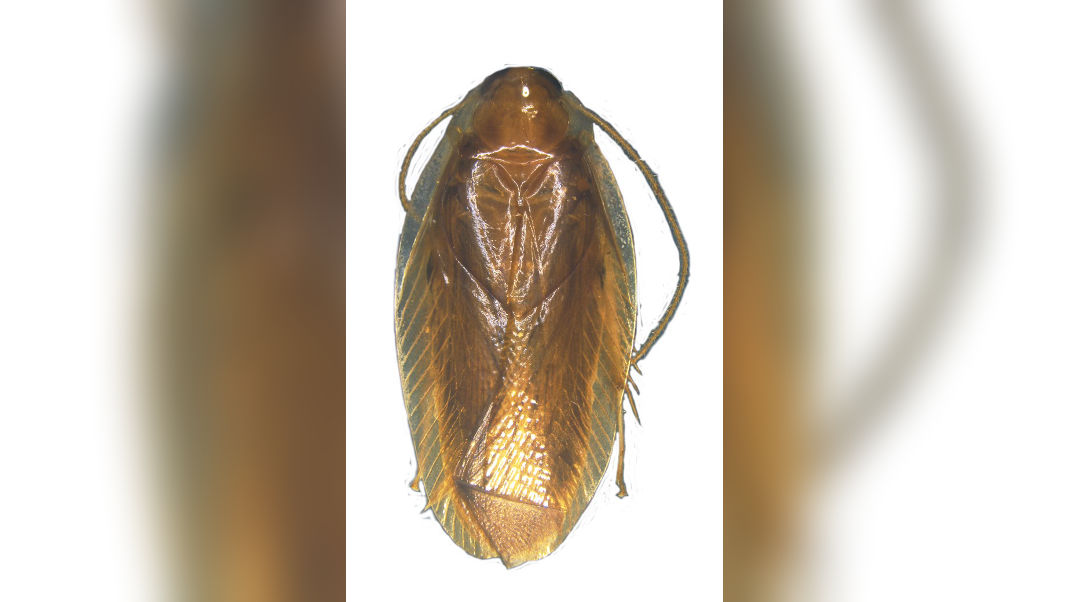 New cockroach species discovered in Meghalaya’s Garo Hills