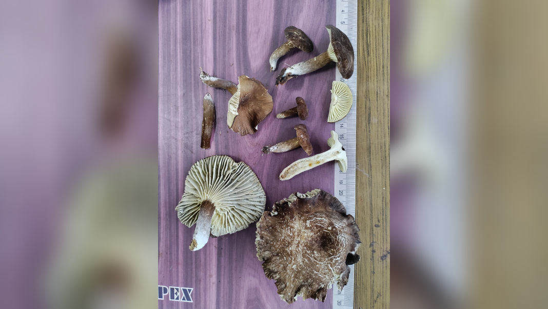 New edible mushroom species found in Meghalaya, long known to Khasi tribes as “Tit iongnah”