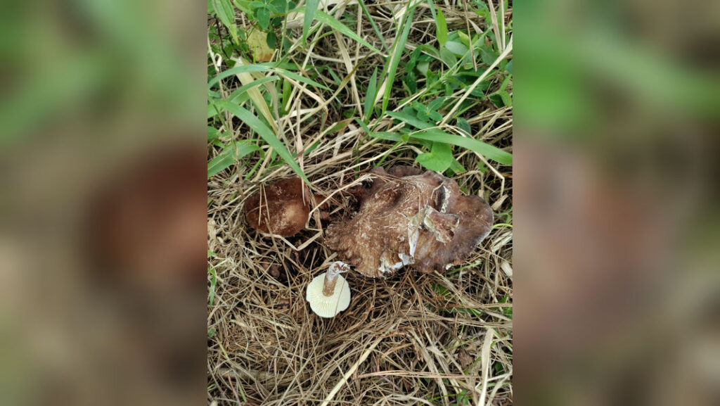 New edible mushroom species found in Meghalaya, long known to Khasi tribes as “Tit iongnah”