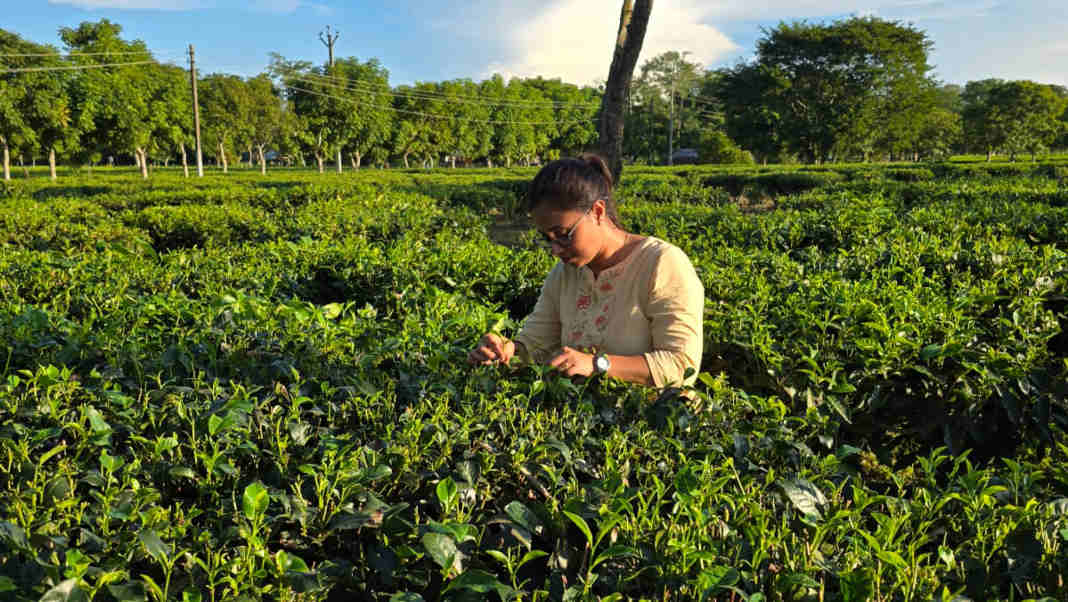 Not only tea, but tea blossoms: Nagaland University-led study reveals hidden health potential