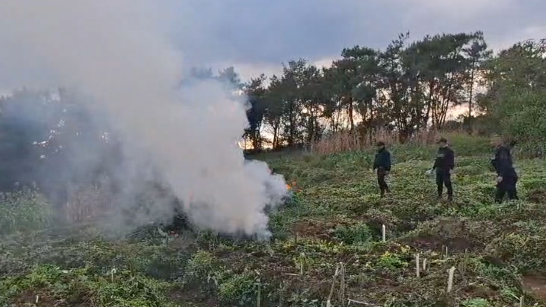 Police destroys ‘ganja’ cultivation in Sohiong