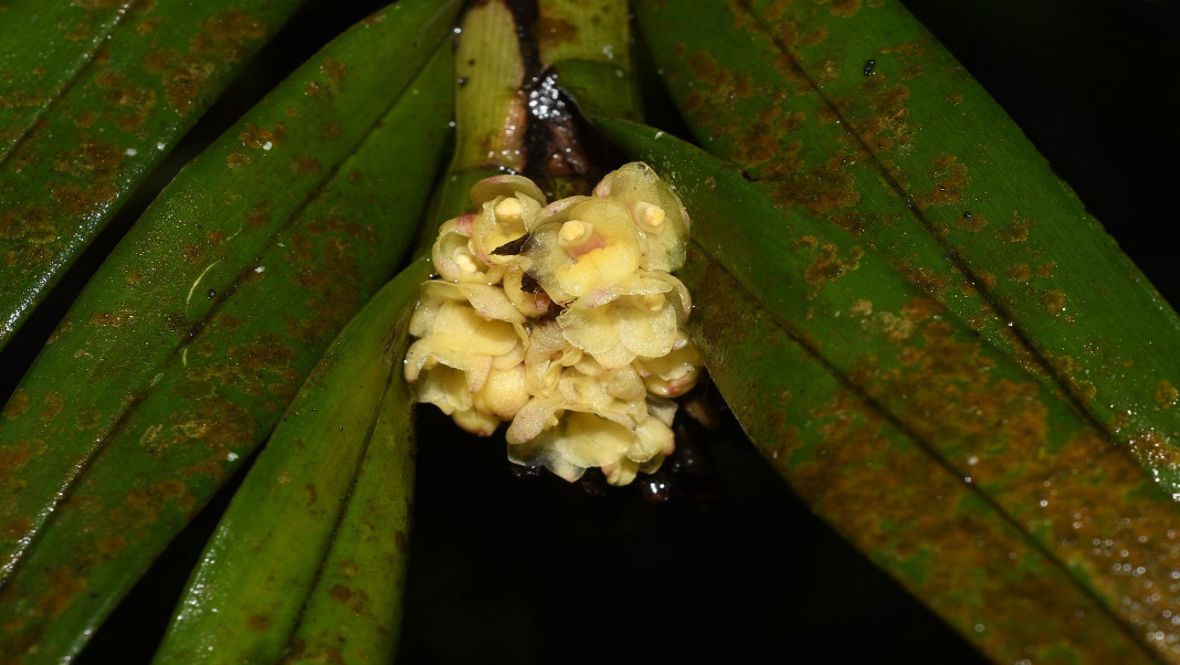 Rare orchid found in Arunachal, 34 years after first discovery in Meghalaya