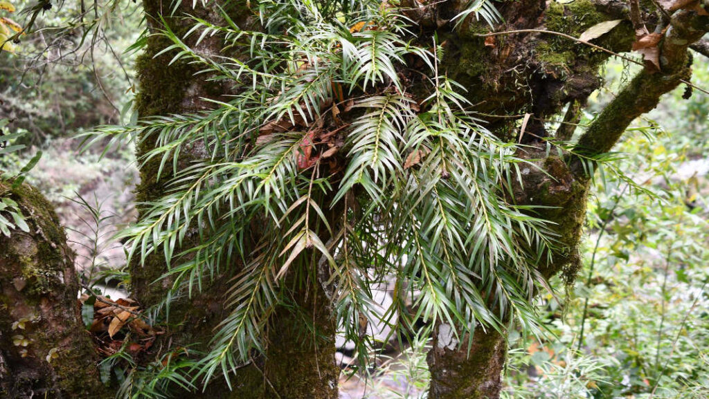 Rare orchid found in Arunachal, 34 years after first discovery in Meghalaya
